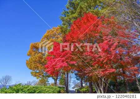 青空バックに見る真っ赤なモミジの紅葉と黄葉のコラボ情景 青空バックに見る真っ赤なモミジの紅葉と黄葉のコラボ情景 122040281