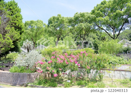 爽やか　夏の植物園 122040313
