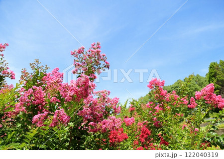 満開 鮮やか イッサイサルスベリの花 満開 鮮やか イッサイサルスベリの花 122040319