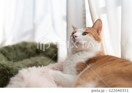 窓辺でくつろぐ猫 茶トラ白 窓辺でくつろぐ猫 茶トラ白 122040351