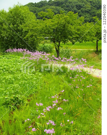 農道脇に咲くツルバキアのある初夏の里山風景 122040390
