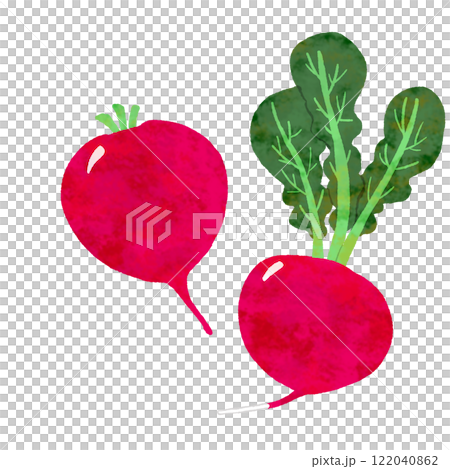 水彩ラディッシュ 122040862