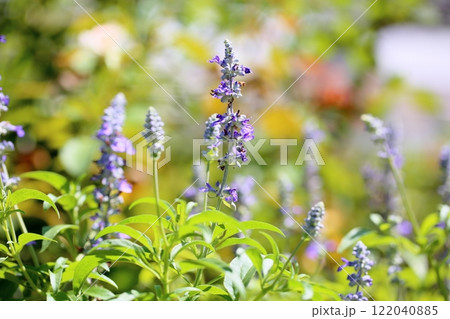 サルビア ファリナセアの花 サルビア ファリナセアの花 122040885