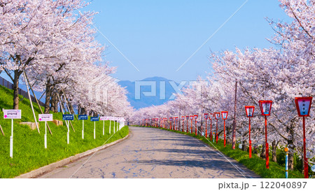 大河津分水桜並木 122040897