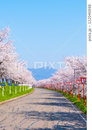 大河津分水桜並木 122040898