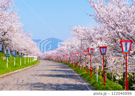 大河津分水桜並木 大河津分水桜並木 122040899