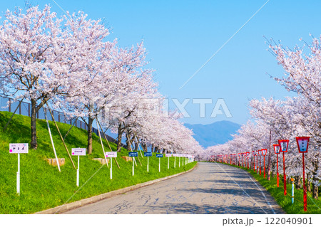 大河津分水桜並木 大河津分水桜並木 122040901