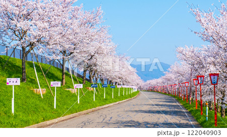 大河津分水桜並木 大河津分水桜並木 122040903