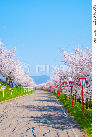 大河津分水桜並木 大河津分水桜並木 122040905