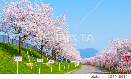 大河津分水桜並木 122040912