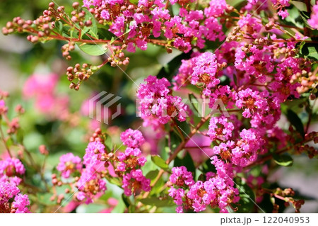 満開　可愛い　イッサイサルスベリの花 122040953
