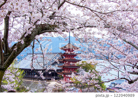 春爛漫、厳島の風景、桜と五重の塔と千畳閣 春爛漫、厳島の風景、桜と五重の塔と千畳閣 122040989