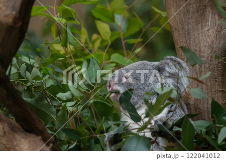 ユーカリの葉を食べる可愛いコアラ 122041012