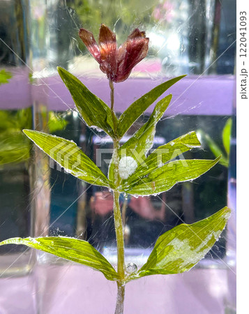 北海道紋別市・オホーツク流氷科学センター GIZAの氷の水族館 北海道紋別市・オホーツク流氷科学センター GIZAの氷の水族館 122041093