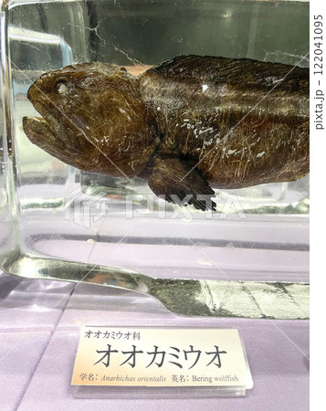 北海道紋別市・オホーツク流氷科学センター GIZAの氷の水族館 122041095