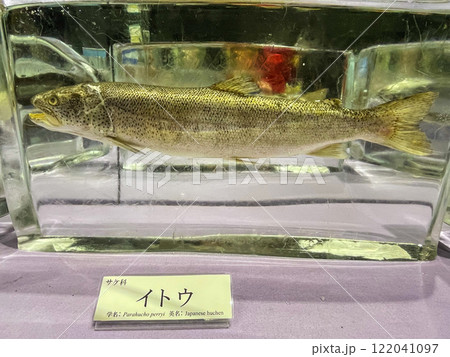 北海道紋別市・オホーツク流氷科学センター GIZAの氷の水族館 北海道紋別市・オホーツク流氷科学センター GIZAの氷の水族館 122041097