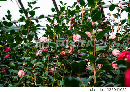 A lush Camellia japonica bush with delicate pink blossoms and glossy green leaves, showcasing the beauty of this ornamental plant in a greenhouse environment A lush Camellia japonica bush with delicate pink blossoms and glossy green leaves, showcasing the beauty of this ornamental plant in a greenhouse environment 122041682