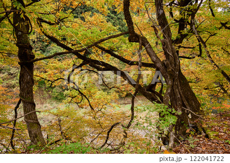 紅葉に染まる塔のへつり 紅葉に染まる塔のへつり 122041722