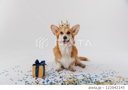 Royal corgi dog wearing a golden crown with a gift, confetti, and festive decorations 122042145