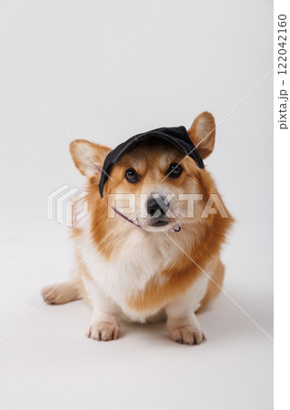Corgi dog with black cap, sitting and looking curious with a playful expression Corgi dog with black cap, sitting and looking curious with a playful expression 122042160