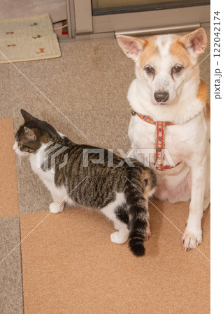 寄り添う犬と猫 寄り添う犬と猫 122042174