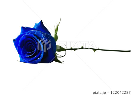 beautiful blue rose on the white background beautiful blue rose on the white background 122042287