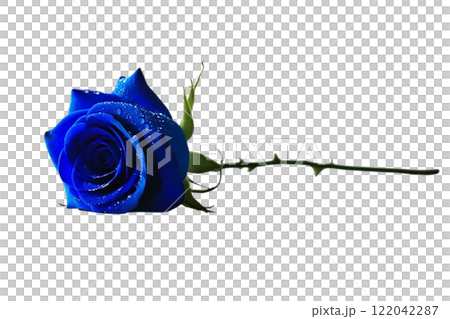 beautiful blue rose on the white background beautiful blue rose on the white background 122042287