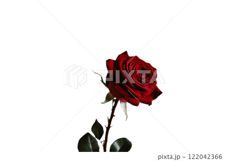 beautiful red rose on the white background 122042366