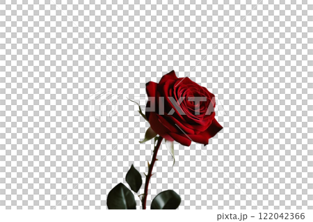 beautiful red rose on the white background 122042366