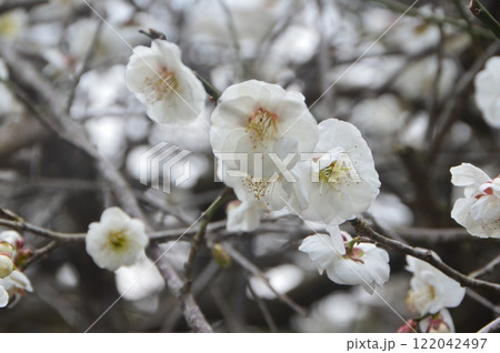 白梅(出水麓武家屋敷群/鹿児島県出水市麓町) 白梅(出水麓武家屋敷群/鹿児島県出水市麓町) 122042497