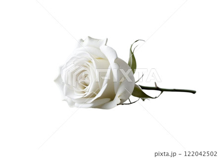 beautiful white rose on the white background beautiful white rose on the white background 122042502