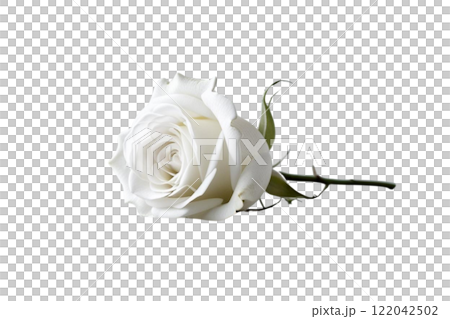 beautiful white rose on the white background beautiful white rose on the white background 122042502