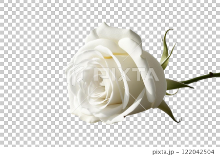 beautiful white rose on the white background 122042504