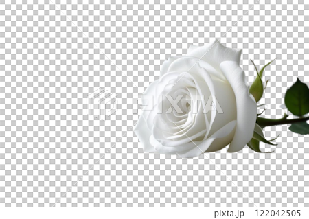 beautiful white rose on the white background 122042505