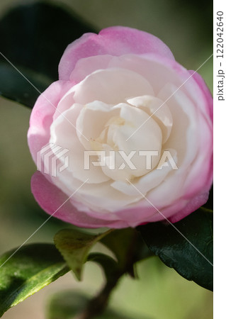 山茶花の花 山茶花の花 122042640
