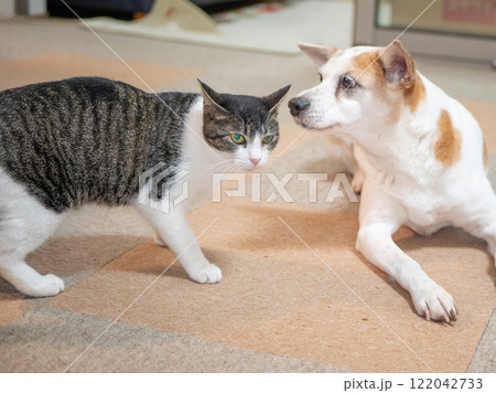寄り添う犬と猫 寄り添う犬と猫 122042733