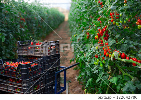 Red tomatoes on bushes and in boxes in greenhouse Red tomatoes on bushes and in boxes in greenhouse 122042780