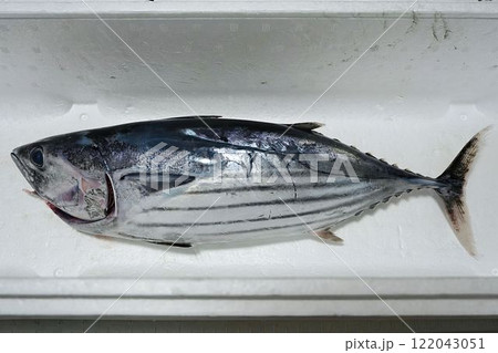 輝く新鮮なカツオ 輝く新鮮なカツオ 122043051