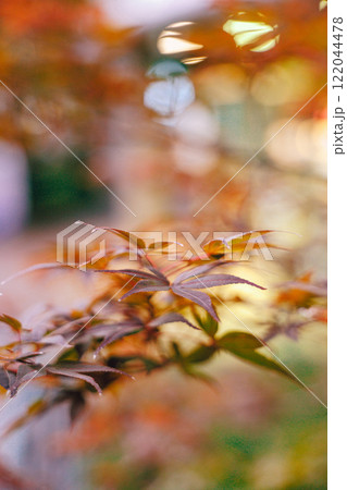 赤い紅葉の葉のクローズアップ 赤い紅葉の葉のクローズアップ 122044478
