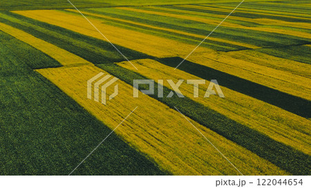 中国 甘肃 油菜花田 122044654