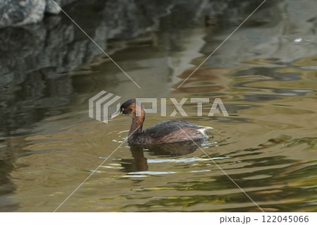 カイツブリ 122045066