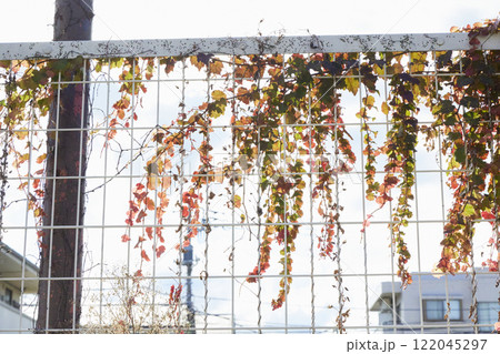 秋と冬のガーデニング 庭の植物 秋と冬のガーデニング 庭の植物 122045297