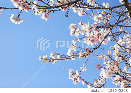 冬に咲く花 青空 冬に咲く花 青空 122045298