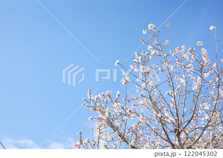 冬に咲く花 青空 冬に咲く花 青空 122045302