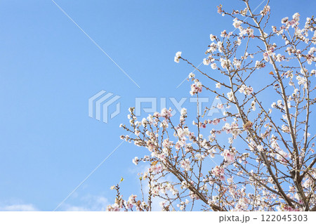 冬に咲く花 青空 冬に咲く花 青空 122045303