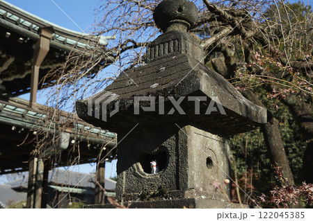世田谷 豪徳寺の招き猫 灯篭 世田谷 豪徳寺の招き猫 灯篭 122045385