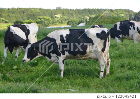 ホルスタインの群れ（朝霧高原／静岡県富士宮市） 122045421