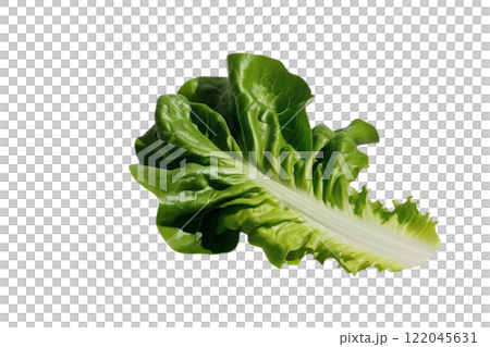 floated Fresh salad green lettuce leaf isolate  on the white background 122045631