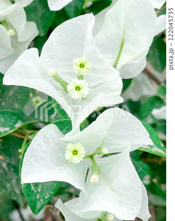 メキシコ・トレオンのリゾートに咲くブーゲンビリア メキシコ・トレオンのリゾートに咲くブーゲンビリア 122045735