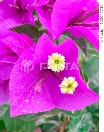 メキシコ・トレオンのリゾートに咲くブーゲンビリア 122045736